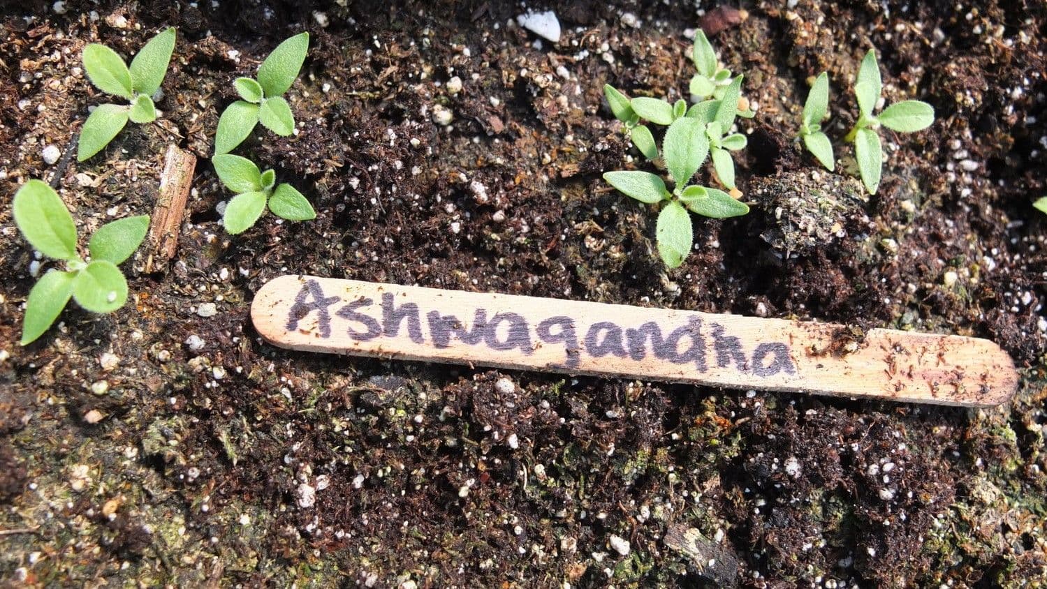 Ashwa sowing.jfif