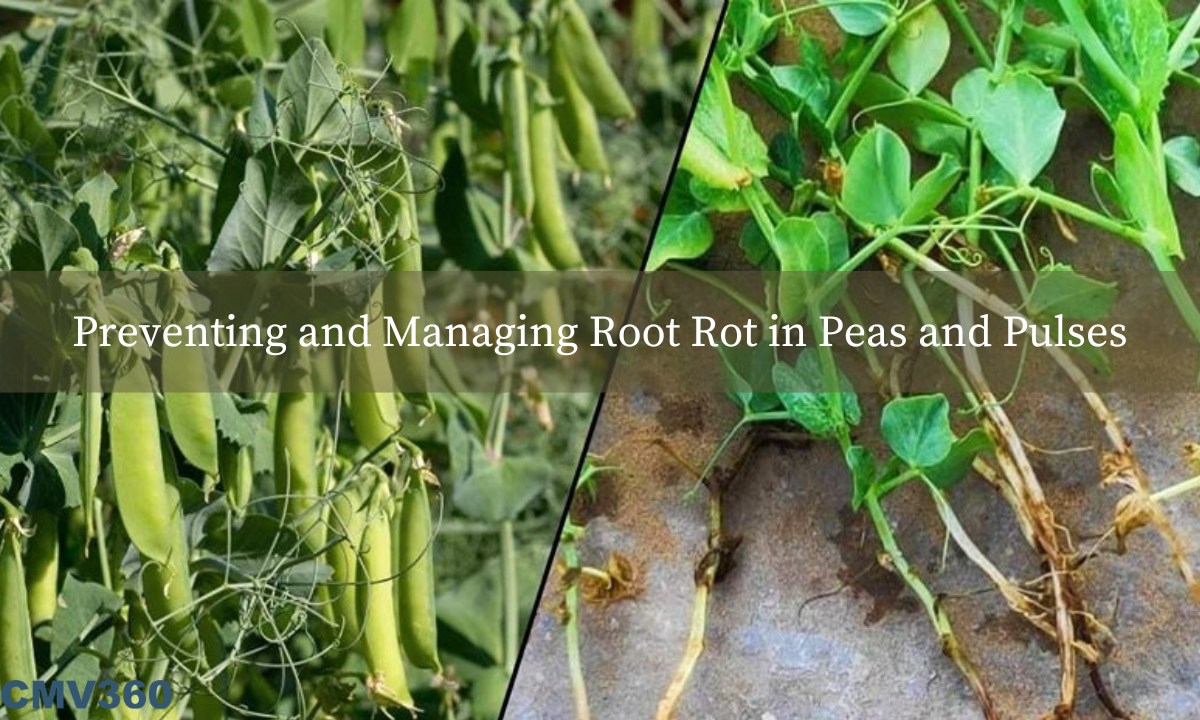 Guide to Preventing and Managing Root Rot in Peas and Pulses CMV_360_40_c4ff957daa.png