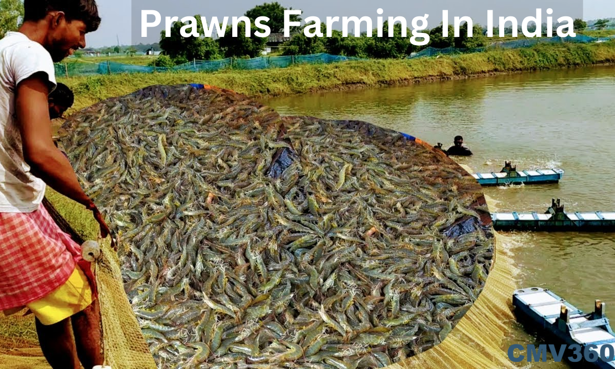 Prawns_Farming_In_India_a6c02a2c37.png