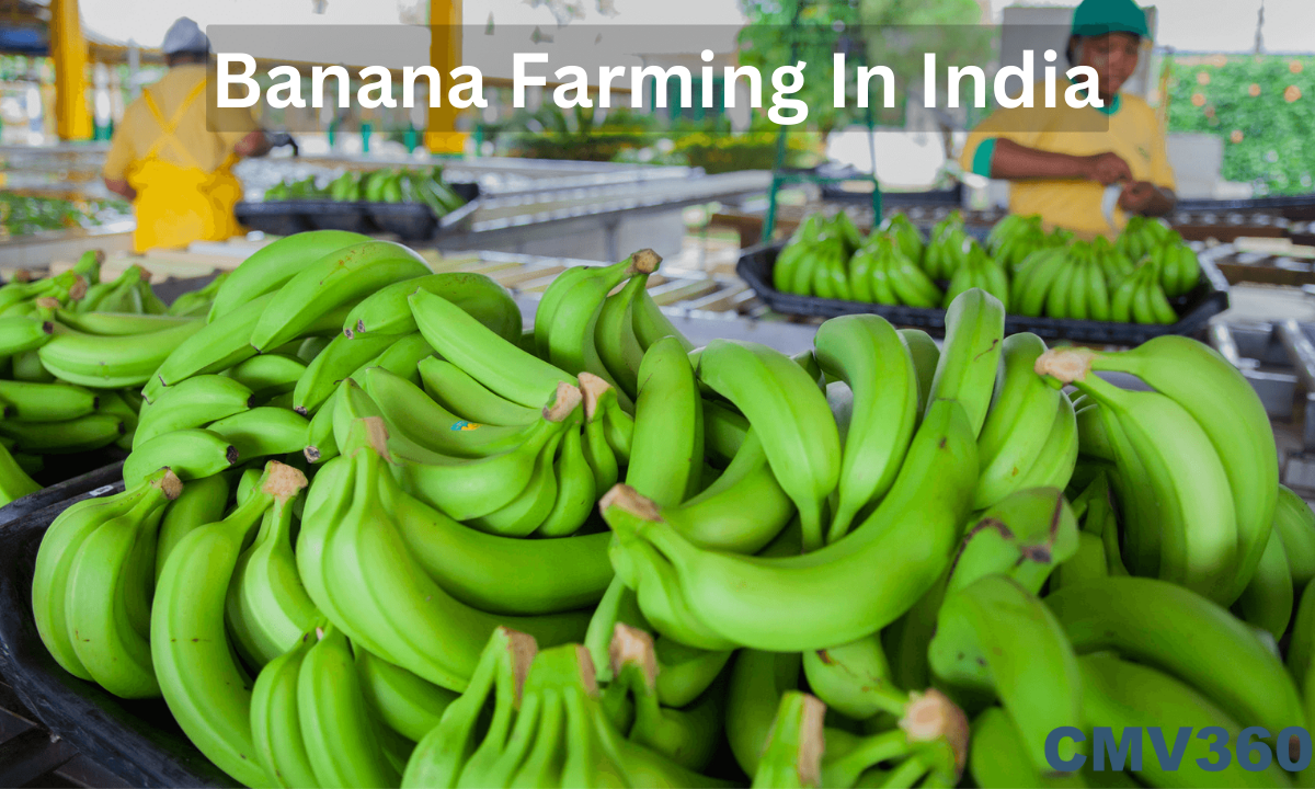 banana_farming_777fdf5f71.png