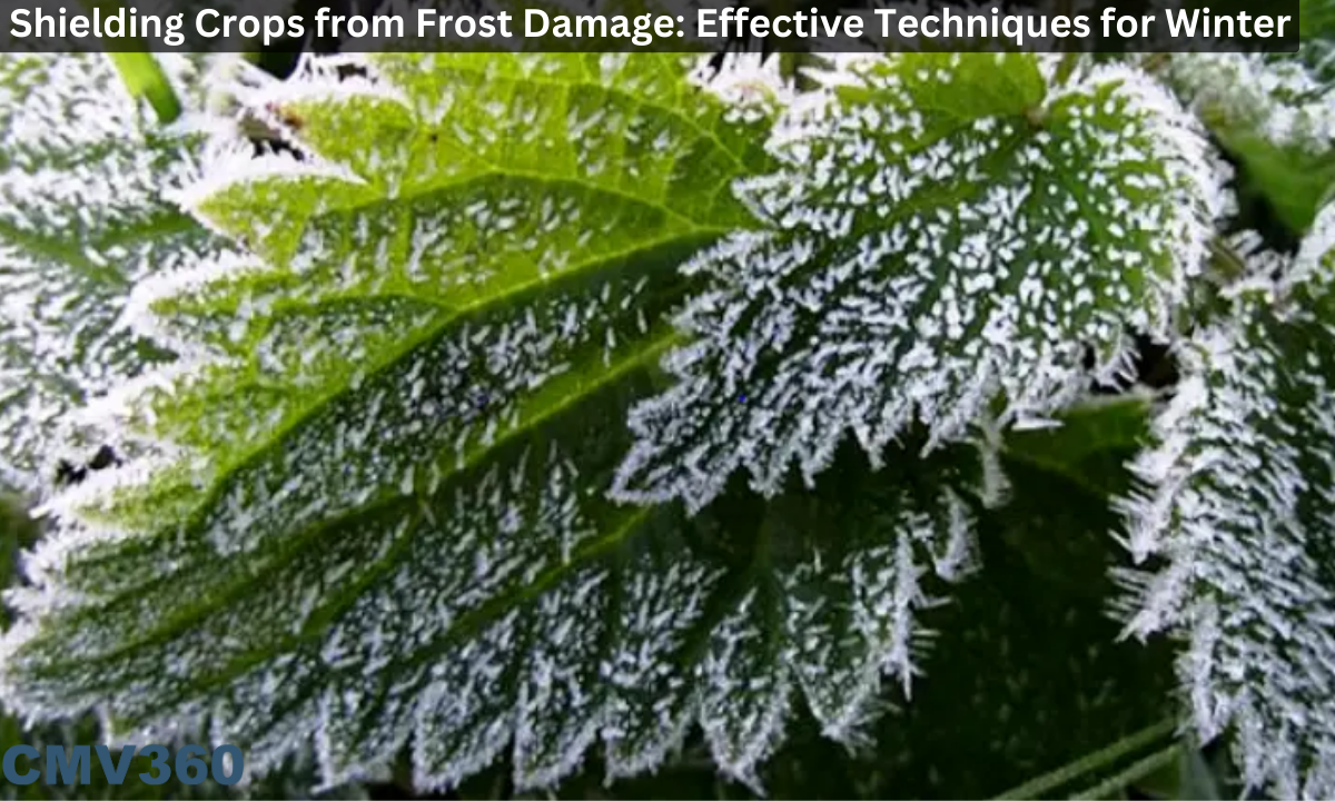 shielding crops from frost damage
