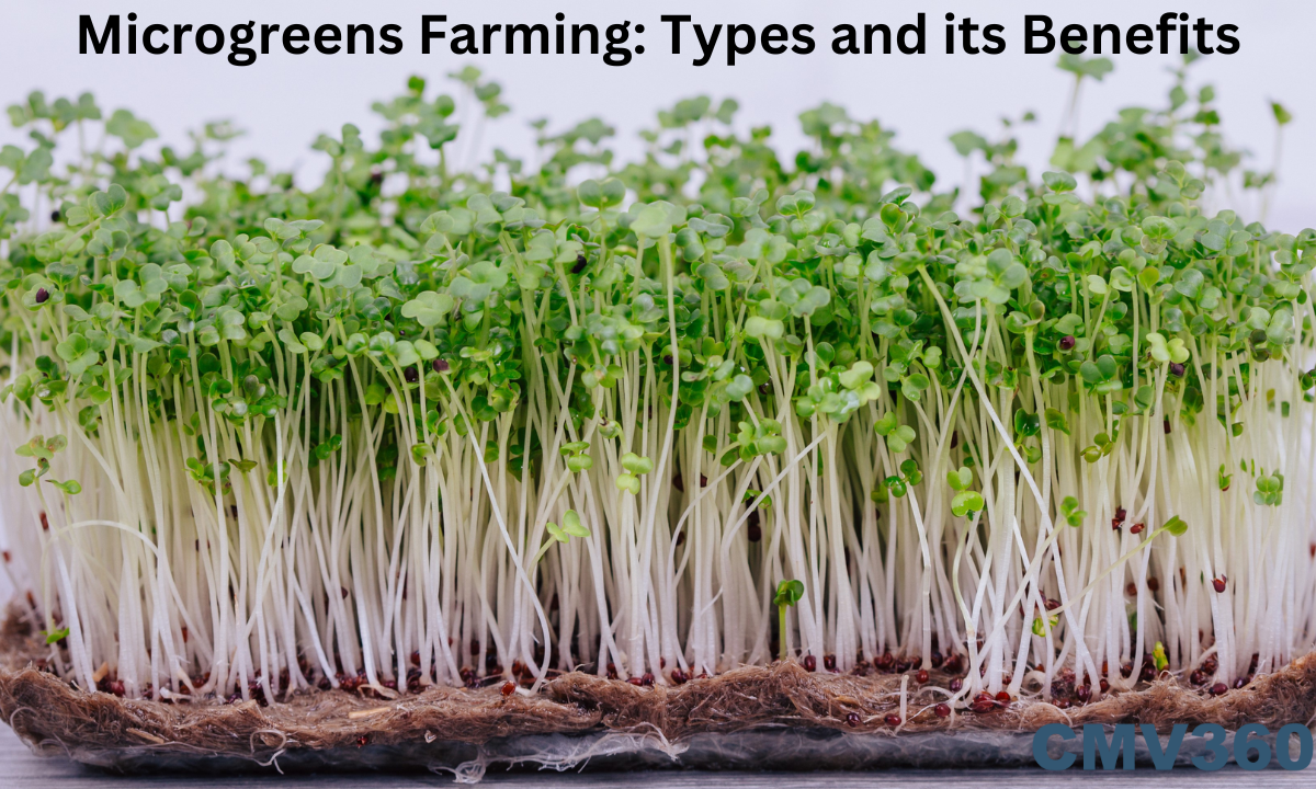 microgeens_farming_5225431ec2.png