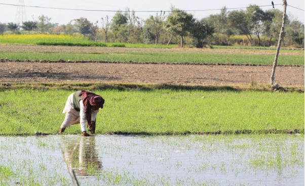 haryana governments important decision on purchase of mustard