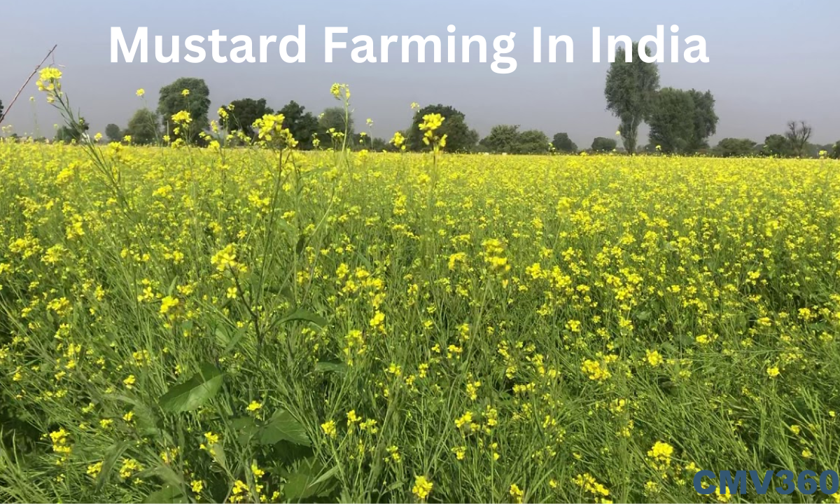 mustard_farming_in_india_4_a1bb2b5fc2.png