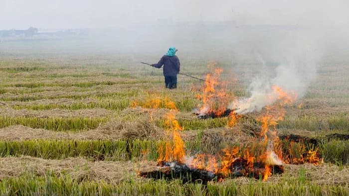 stubble-burning.webp