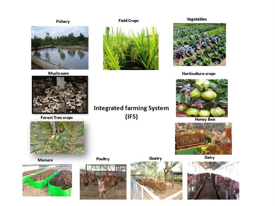 A Guide to Integrated Farming System (IFS) - Benefits, Guidelines, and FAQs A_Guide_to_Integrated_Farming_System_IFS_9ee858f988.jpg