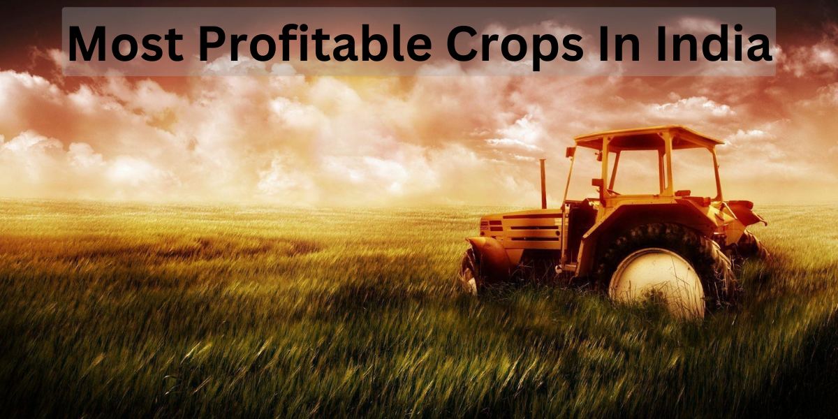 Most profitable crops in India Add_a_heading_44a715cf4f.png