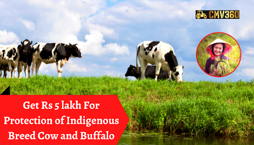 Get Rs 5 lakh for Protection of Indigenous Breed Cow and Buffalo Cow_and_Buffalo_046ab30004.png