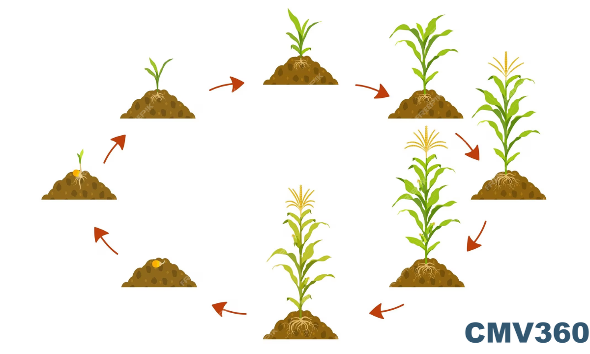 crop cycle