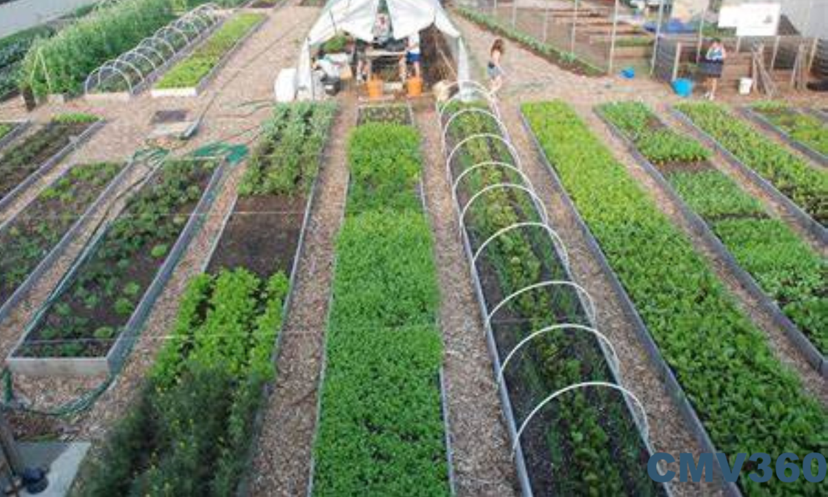 Crop Rotation (4).png