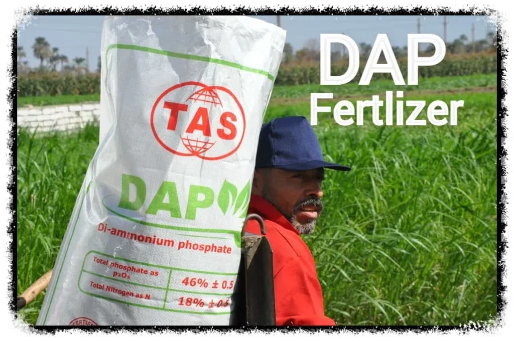 Advantages of DAP Fertilizer for Agriculture DAP_Fertilizer_742dead950.jpg