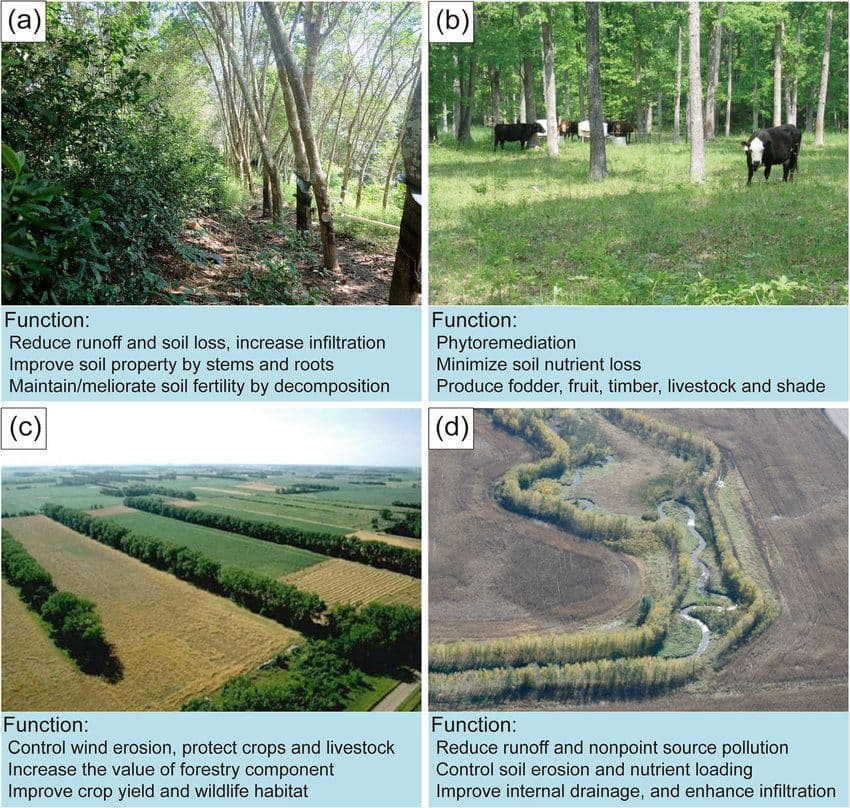 Four-common-agroforestry-practices