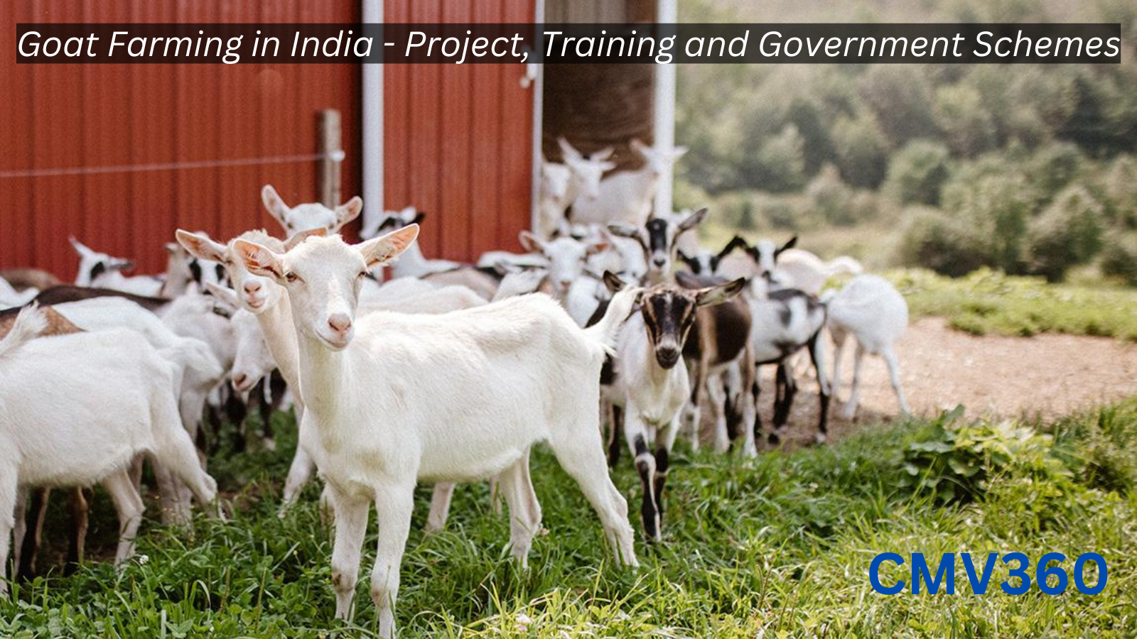 Goat Farming in India - Project, Training and Government Schemes Goat_Farming_in_India_Project_Training_and_Government_Schemes_687925460f.png