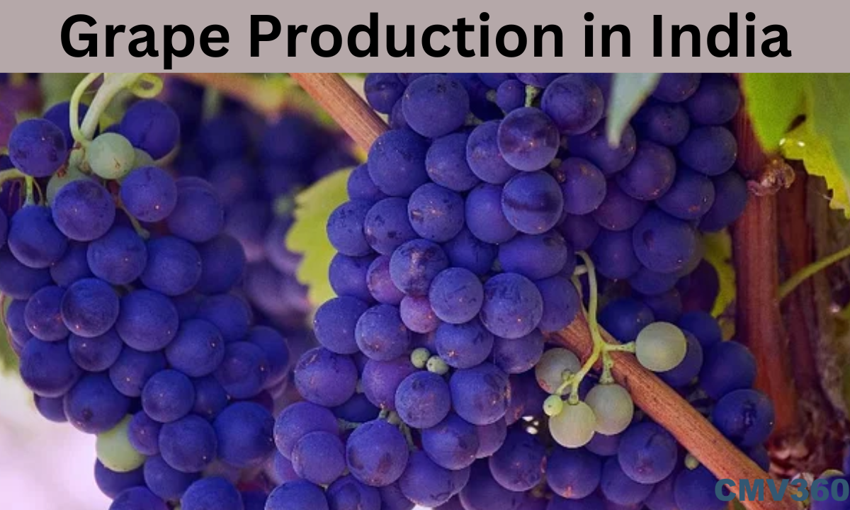 grape farming in india