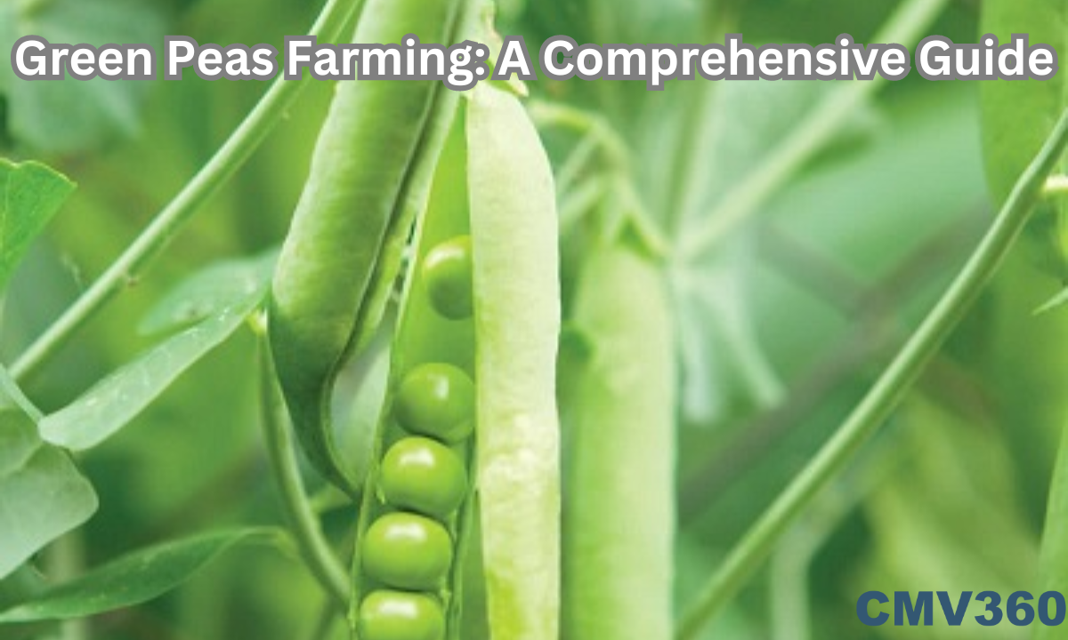 organic pea farming
