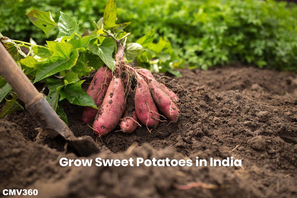 भारत में शकरकंद कैसे उगाएं: शुरुआती लोगों के लिए एक संपूर्ण गाइड Grow_Sweet_Potatoes_in_India_bd7d759a93.jpg
