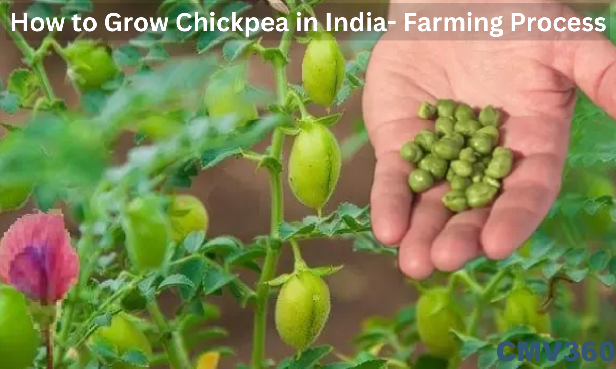 chickpea farming in india