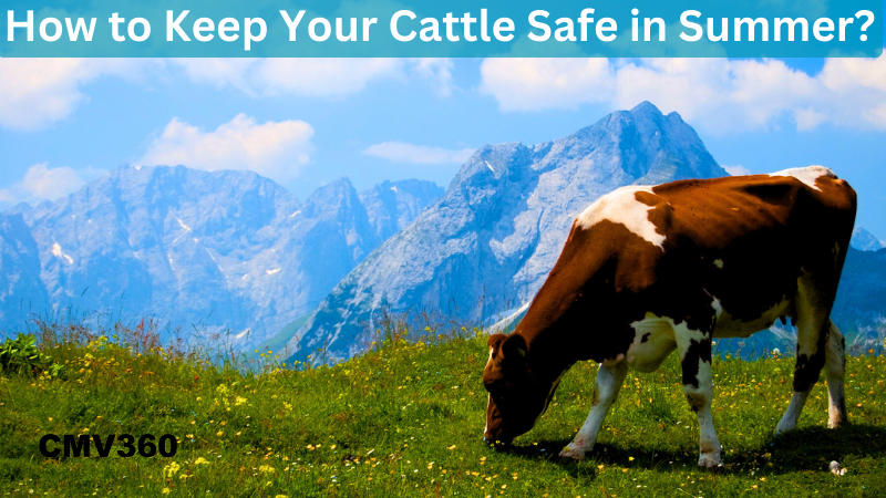 How to Keep Your Cattle Safe in Summer? How_to_Keep_Your_Cattle_Safe_in_Summer_052b909843.png