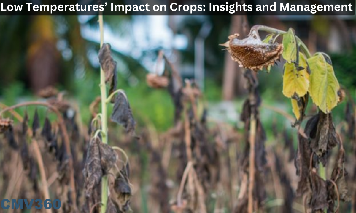 Low Temperatures’ Impact on Crops: Insights and Management Low_Temperatures_Impact_on_Crops_Insights_and_Management_7a37e40d01.png