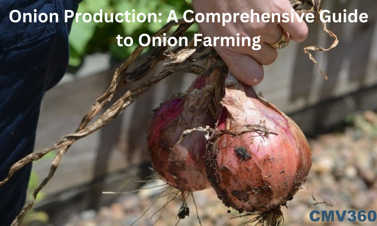 onion farming and onion production