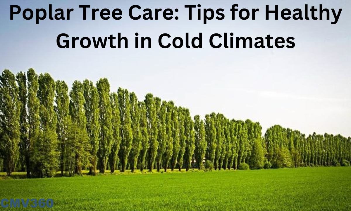 Poplar Tree Care: Tips for Healthy Growth in Cold Climates Poplar_Tree_Care_Tips_for_Healthy_Growth_in_Cold_Climates_2fe0c23167.png