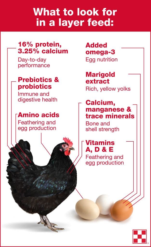 Poultry Feed.jpg