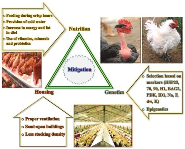 Poultry Farming: Tips for Profitable and Successful Operations Poultry_farm_00a450f8bd.jpg