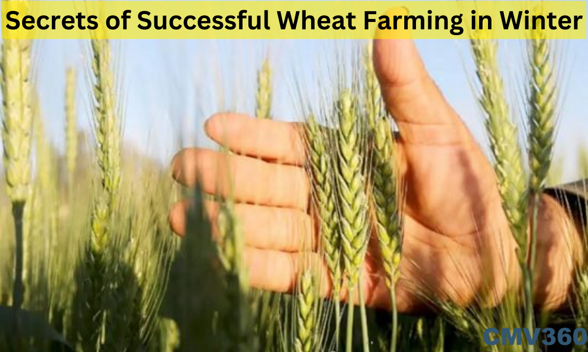 The Secrets of Successful Wheat Farming in India’s Cold Months Secrets_of_Successful_Wheat_Farming_in_Winter_71339b2b9a.png