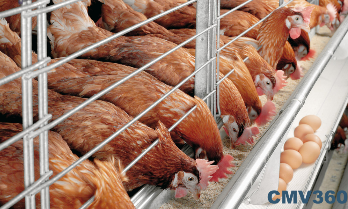 Step-by-Step: Setting Up Your Profitable Poultry Farm Step_by_Step_Setting_Up_Your_Profitable_Poultry_Farm_950220d6b1.png