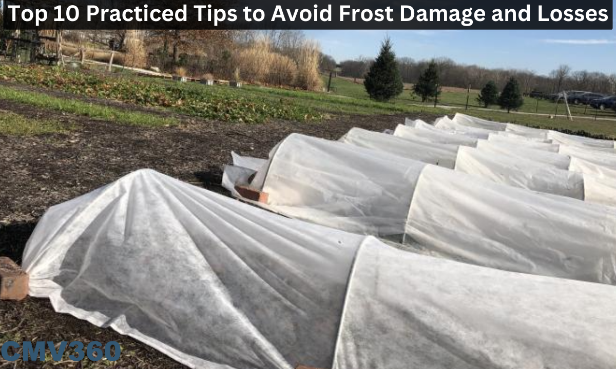 frost damage and losses