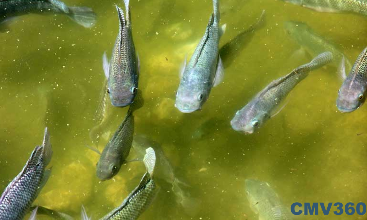 Fish Farming Business in India: How to Start, its Types, and Challenges Untitled_design_42_716e9a0fc6.png