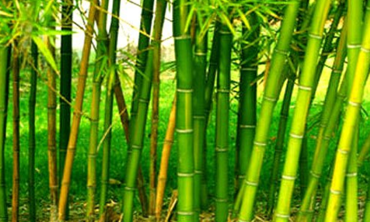 Bamboo Farming in India - The Process, Requirements and Profit Untitled_design_43_032382273e.png