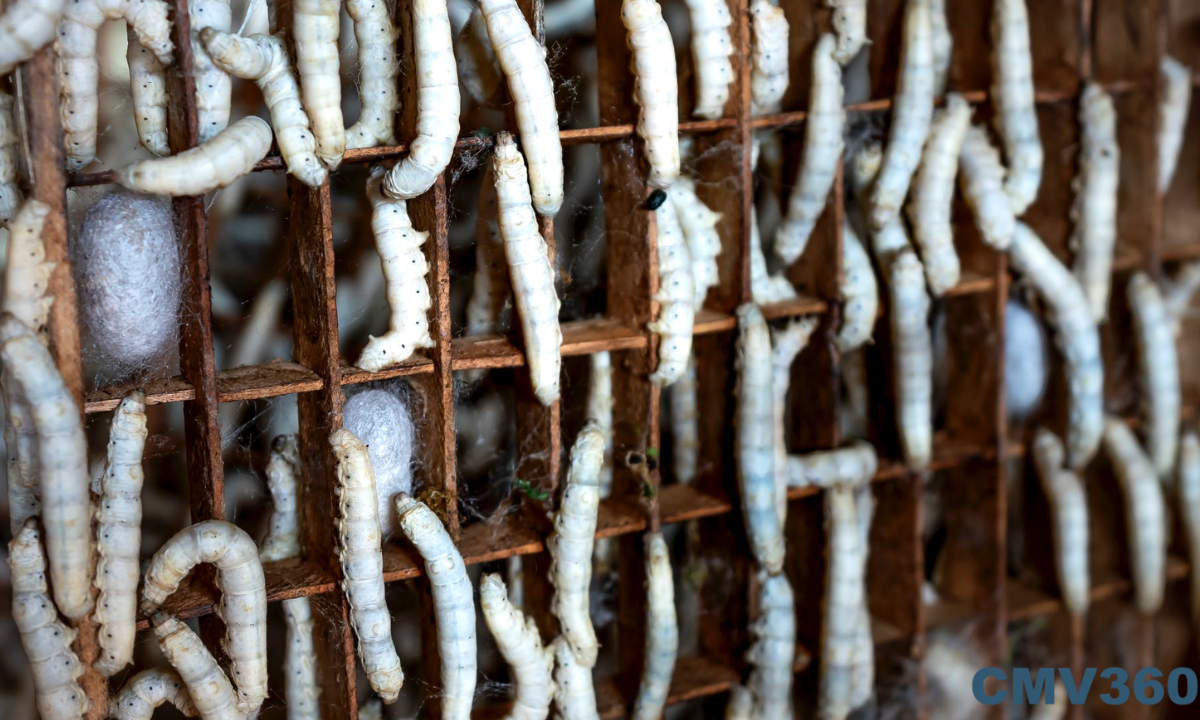 Sericulture: From Silkworm to Silk Untitled_design_44_d7893dca1b.png