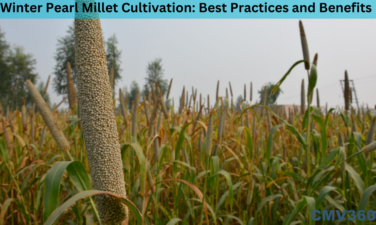 bajra farming in india