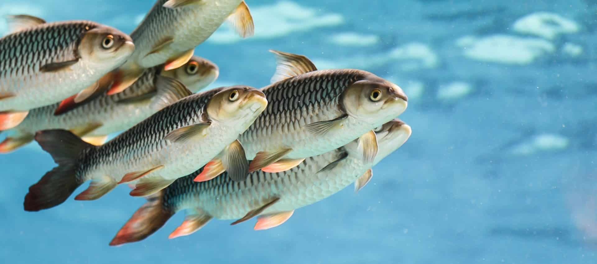 रूपम सिंह की यात्रा कृषि में 'गर्ल पावर' की ताकत को दर्शाती है fish_farming_in_india_518e1bc075.jpg