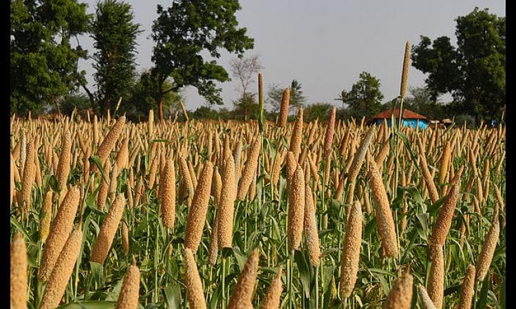 शिवमोगा में बाजरा मेला स्वस्थ जीवन और स्थायी कृषि को बढ़ावा देता है millet_farming_in_india_cbc330c28e.jpg