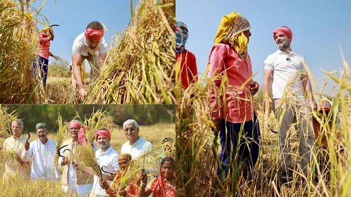 कांग्रेस नेता राहुल गांधी कृषि मुद्दों को उठाने के लिए धान की कटाई में किसानों के साथ शामिल हुए paddy_harvesting_9c7524a492.webp