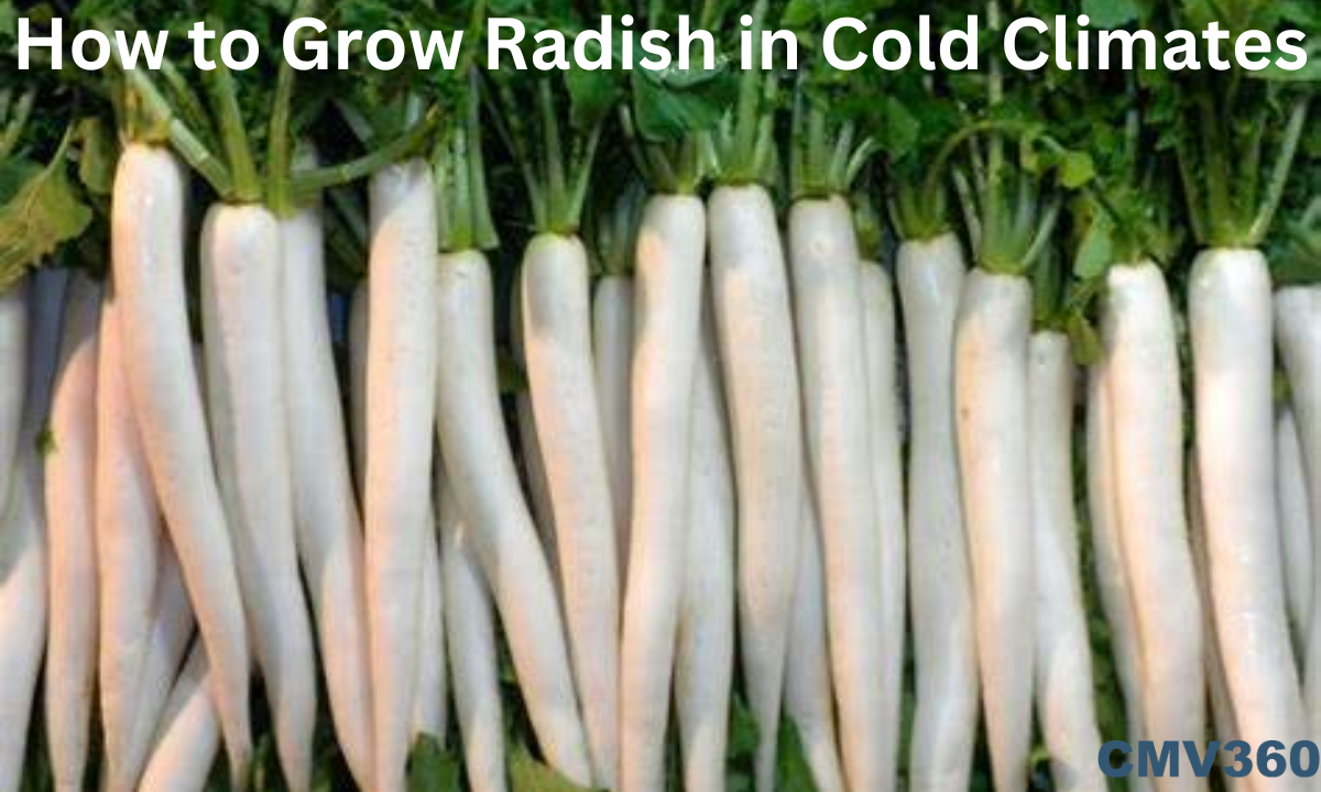 How to Grow Radish in Cold Climates radish_farming_in_india_8630b7370a.png