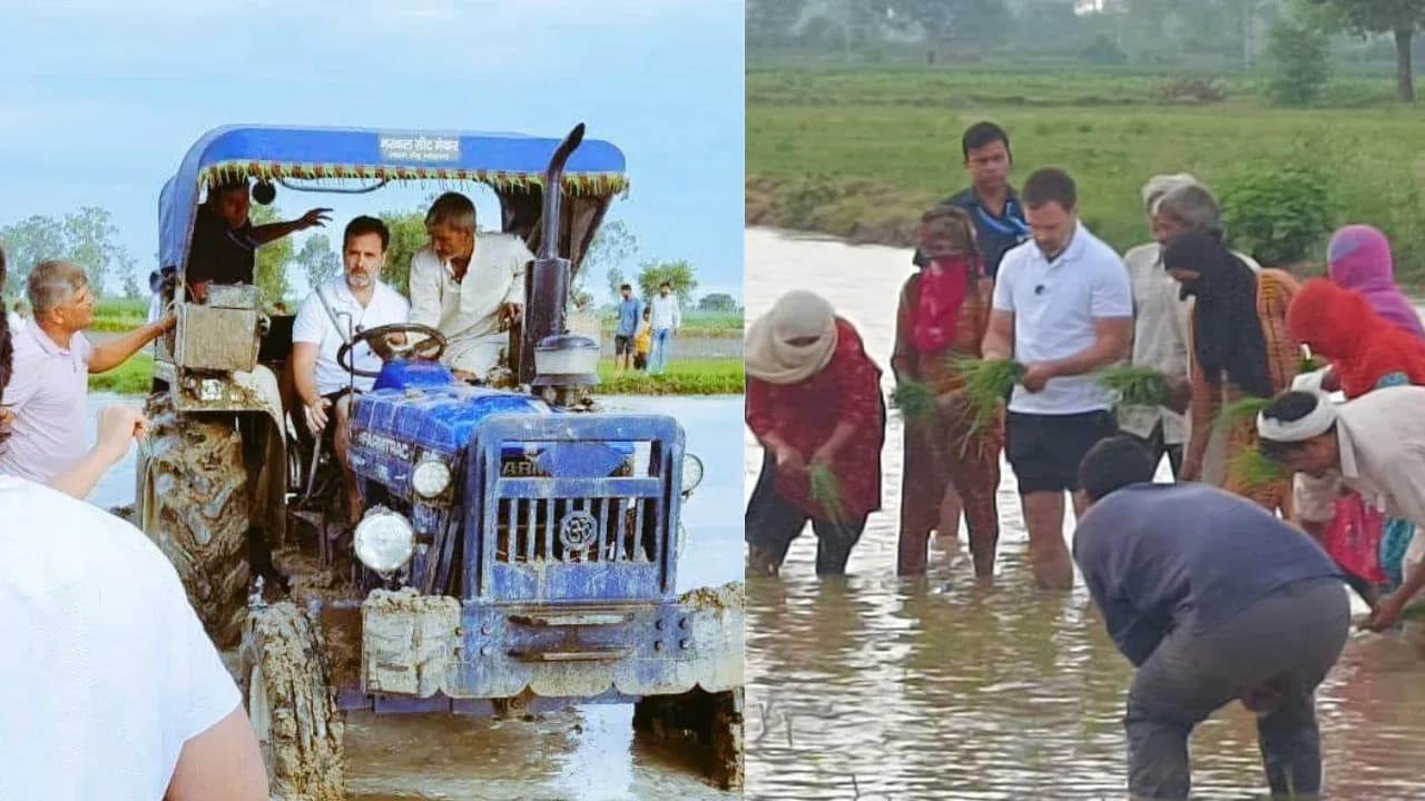 राहुल गांधी हरियाणा के सोनीपत में किसानों से मिलते हैं, ट्रैक्टर चलाते हैं और बीज बोते हैं। rahul_gandhi_5cf121f278.webp