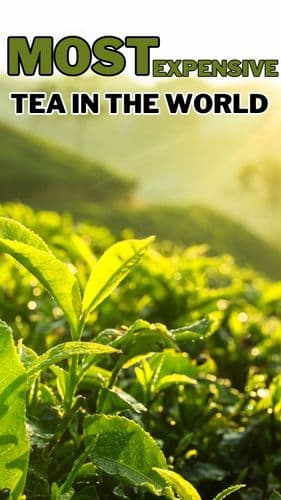 <p>Most Expensive Tea in The World</p> <p>Most Expensive Tea in The World</p>