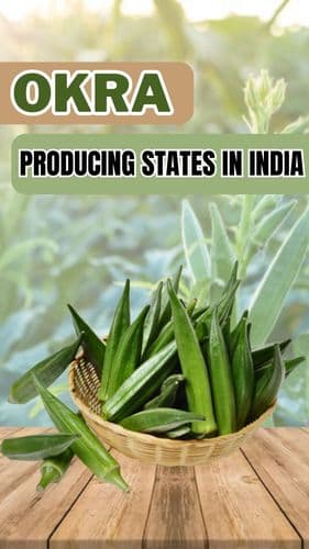 <p>Okra Producing States in India</p> <p>Okra Producing States in India</p>