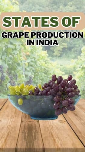 <p>States of Grape Production in India</p> <p>States of Grape Production in India</p>