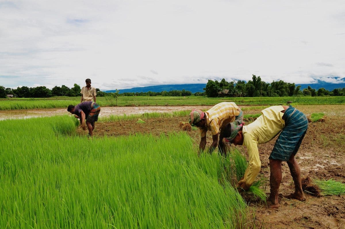 Types of Agriculture in India types_of_farming_in_india_438bd3de15.jpg
