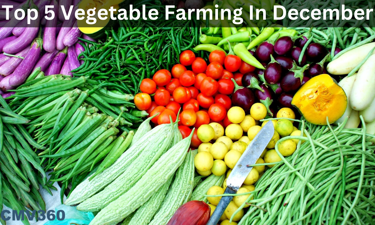 Top 5 Vegetable Farming In December For Higher Yield & Profits vegetable_farming_0b370612c7.png
