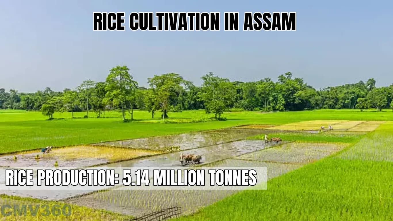 Rice Cultivation in Assam
