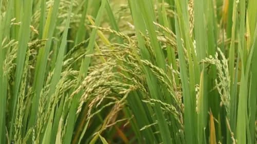 India’s 2024-25 Kharif Crop Estimates Released: Record 1,647.05 LMT Foodgrain Production Expected India’s 2024-25 Kharif Crop Estimates Released: Record 1,647.05 LMT Foodgrain Production Expected