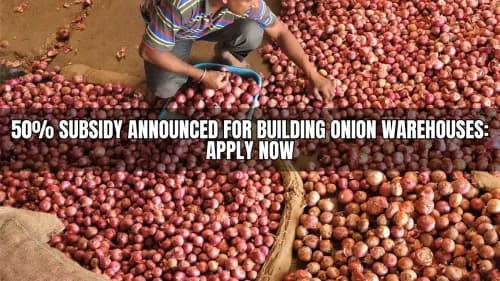 50% Subsidy Announced for Building Onion Warehouses: Apply Now 50% Subsidy Announced for Building Onion Warehouses: Apply Now