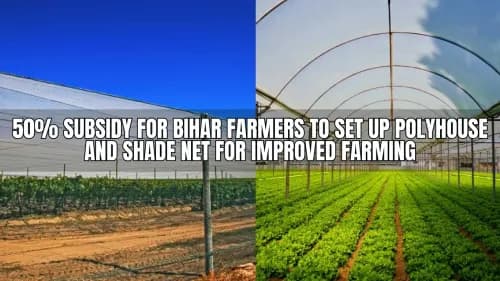 50% Subsidy for Bihar Farmers to Set Up Polyhouse and Shade Net for Improved Farming 50% Subsidy for Bihar Farmers to Set Up Polyhouse and Shade Net for Improved Farming