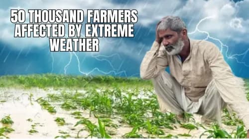 Extreme Weather Devastates Crops, Affects 50 Thousand Farmers Extreme Weather Devastates Crops, Affects 50 Thousand Farmers