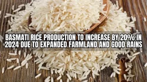 Basmati Rice Production to Increase by 20% in 2024 Due to Expanded Farmland and Good Rains Basmati Rice Production to Increase by 20% in 2024 Due to Expanded Farmland and Good Rains